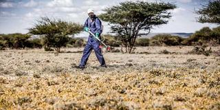 desert locusts