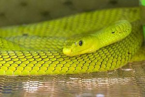 snake, snake bites, venomous snakes, snake bite treatment