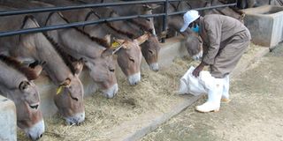 donkeys