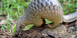 Sunda pangolin at Singapore Zoo