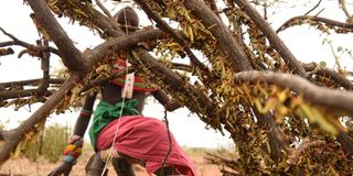 samburu desert locusts