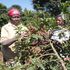 Coffee farmers in Nyeri