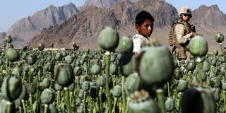 Opium field Afghanistan