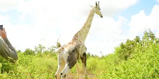 Male white giraffe 