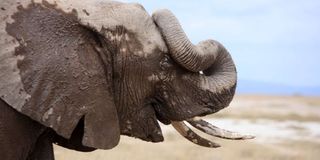 Elephant at Amboseli National Park 