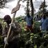 Health workers carry a coffin containing a victim of Ebola virus 