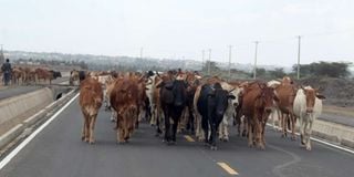 Herd of cows