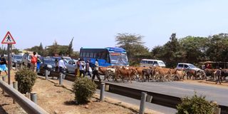 Cows crossing road