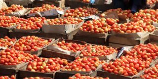 Tomatoes on sale