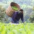 Farmer picking tea