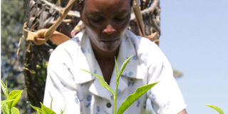 A farmer picking tea