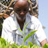 A farmer picking tea