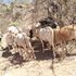 Isiolo herders