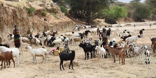 Children herd goats and sheep at a seasonal riverbed at Karoge village, Turkana County