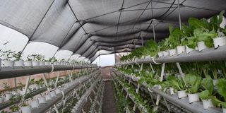 Plumbing system in a greenhouse