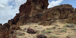 Siliboi petrified forest