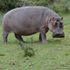 Hippo 
