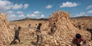 Farmers harvest sorghum