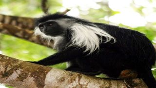 Colobus monkey