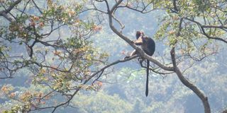 Red colobus monkey