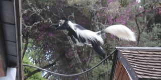 A colobus monkey