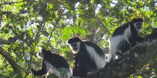 Colobus monkey