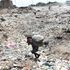 Dandora dumpsite