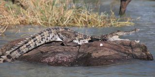 Lake Baringo crocodile