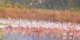 Flamingos at Lake Bogoria Game Reserve 