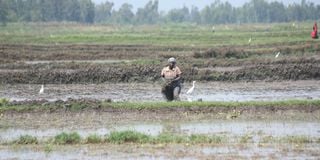 A woman ploughs a farm to prepare it for planting rice seedlings at Ahero Irrigation Scheme in Kisumu in July 2020.