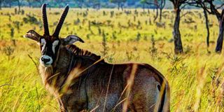 Roan antelope 