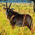 Roan antelope 