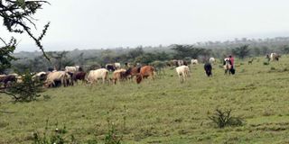 Herders in Rumuruti