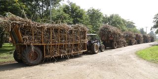 Sugarcane at Chemelil Sugar Factory in Kisumu County on January 14, 2020.