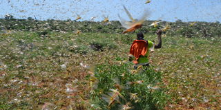 Desert locusts