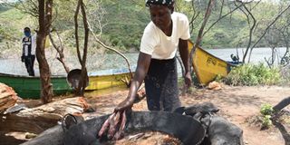 Resumption of peace, introduction of fingerlings at Turkwel Dam opened business window for women to venture into fishing