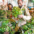 A Somali miraa trader.
