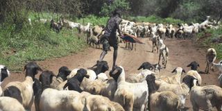 Garissa herder