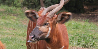 Mountain bongo