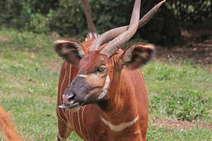 Mountain bongo