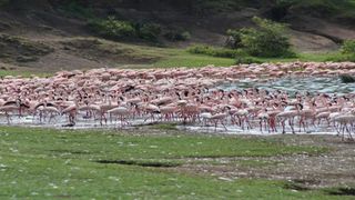 Lake Nakuru