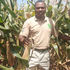 BT hybrid maize