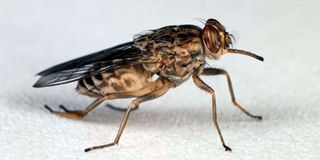 Tsetse fly