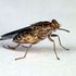 Tsetse fly