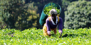 Tea farm