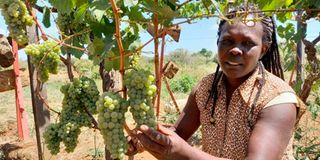 Liliaba grapes