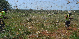 Desert locusts