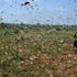 Desert locusts