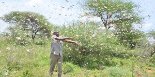 Locusts in Kajiado