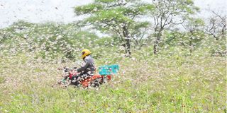 Locusts in Kajiado